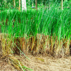 Haitian Vetiver