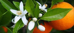 Orange Blossom