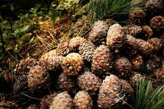 Cedar
