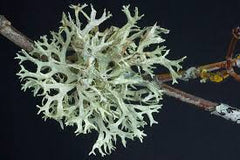 Oakmoss