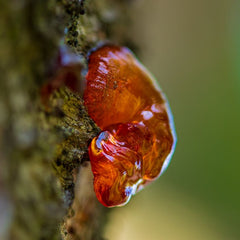 Amberwood