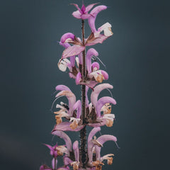 Clary Sage