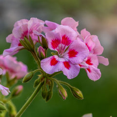 Geranium
