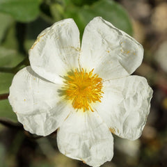 Labdanum