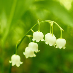 Lily-of-the-Valley