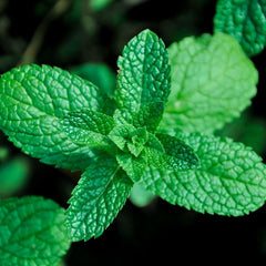 Mint