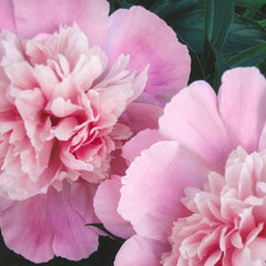 Peony