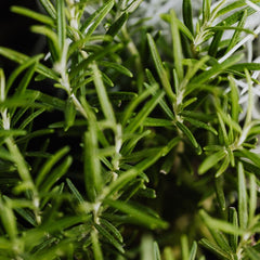 Rosemary