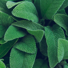 Sage